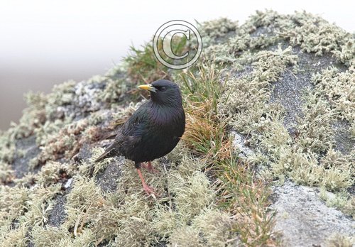 Starling on a Mossy Rock DM0869